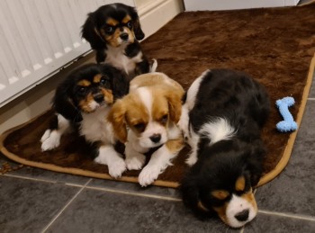 Cavalier king charles spaniel dog