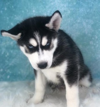 Siberian husky puppies for sale