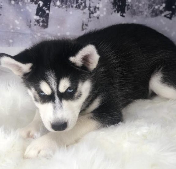 Siberian husky puppies available