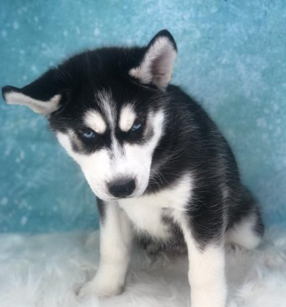 Siberian husky puppies ready for new hom