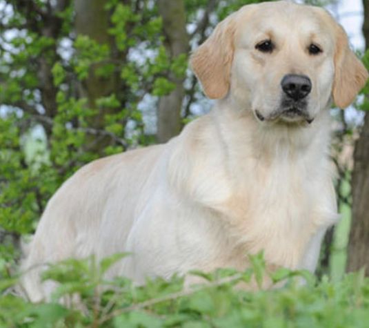 Goldeen retriever puppies available