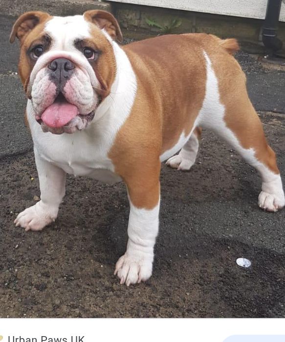 English bulldog puppies available