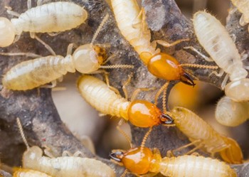 Pest Control Annerley