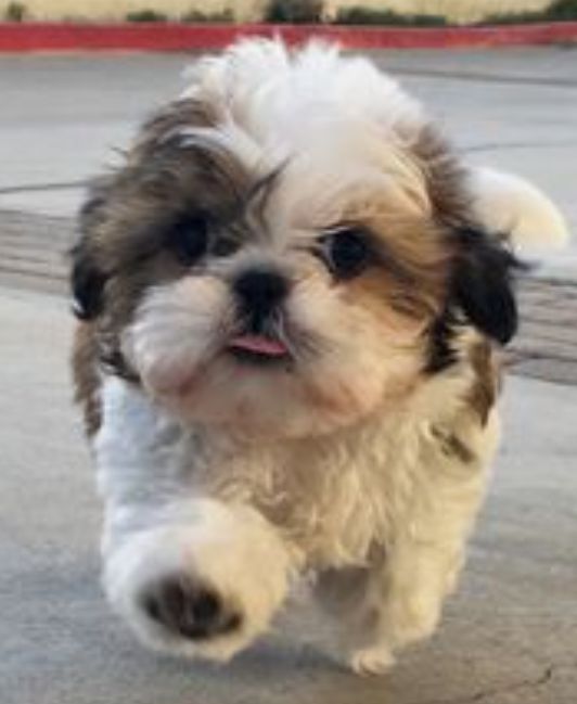 Stuh tzu puppies