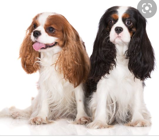 Cavalier king charles spaniel puppies   