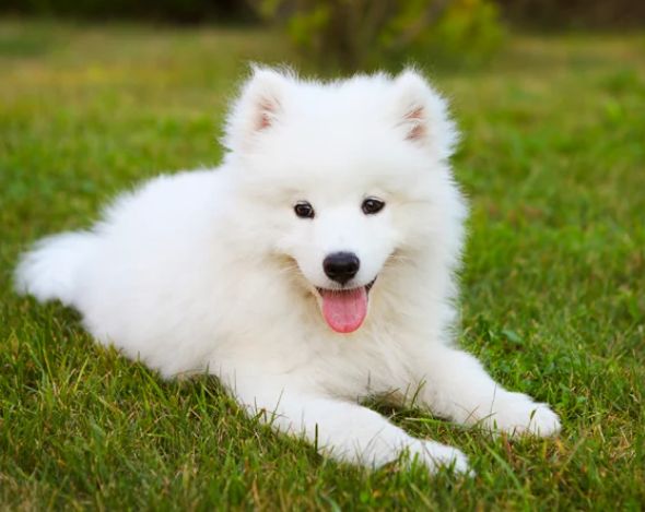 Samoyed puppies ready to go