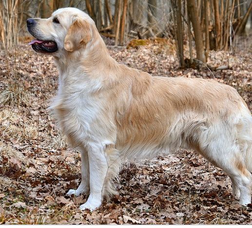 Goldeen retriever puppies ready for new 