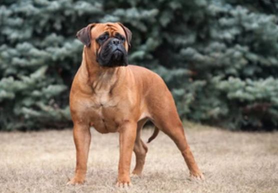 Bullmastiff puppies ready for new homes