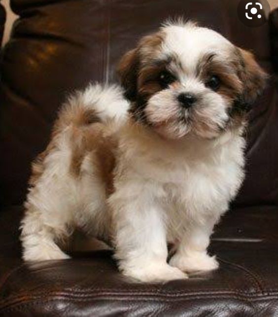 Stuh tzu puppies available