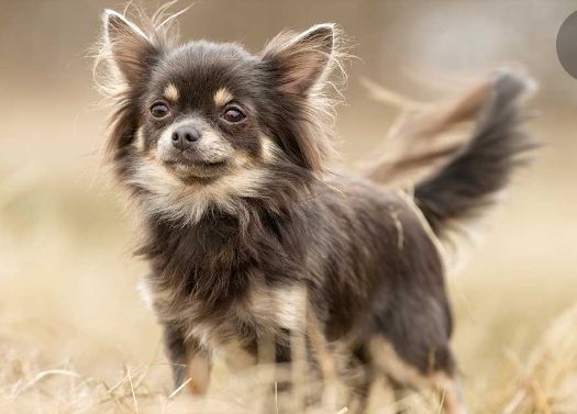 Chihuahua puppies