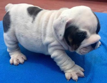 English bulldog 