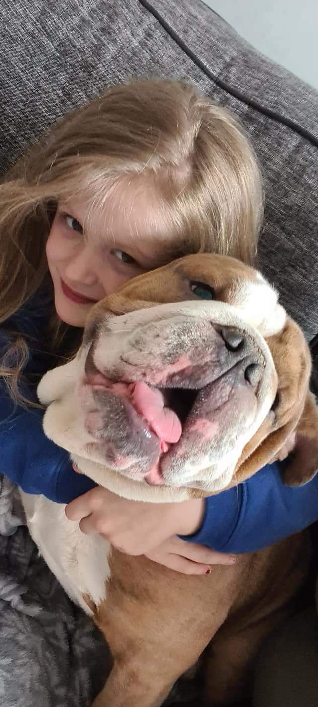 English bulldog 