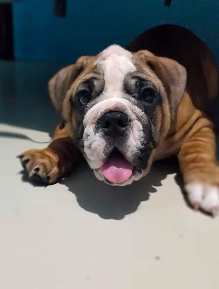 English bulldog