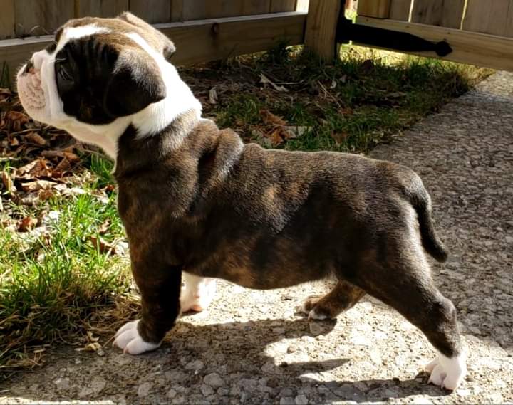 English bulldog