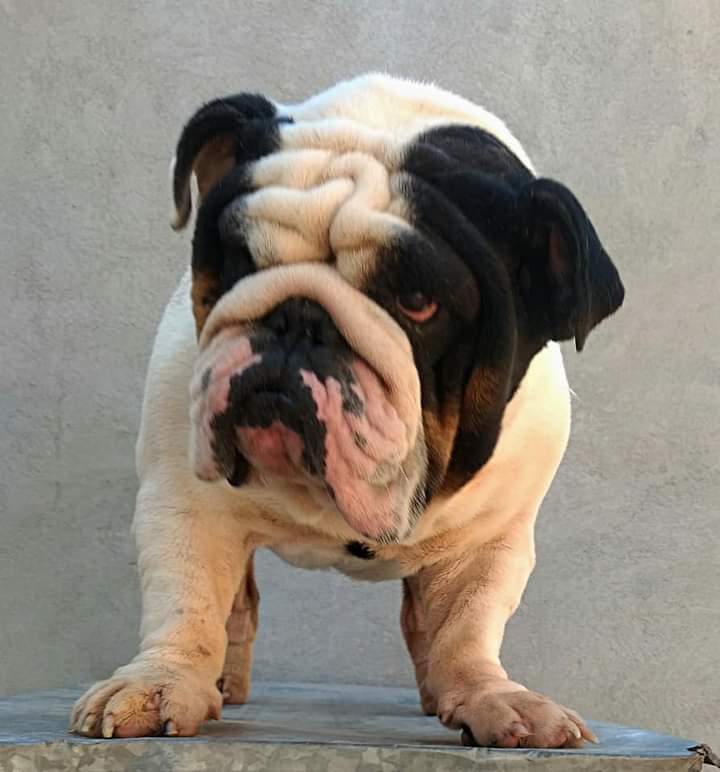 English bulldog