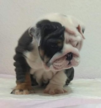 English bulldog