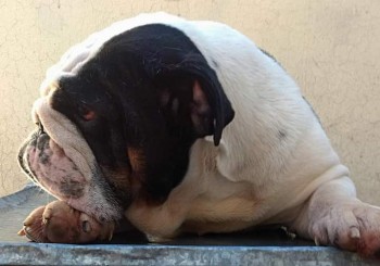 English bulldog