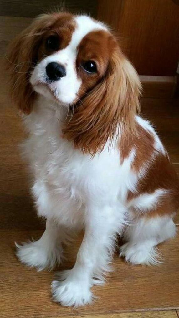 Cavalier king charles spaniel puppies   