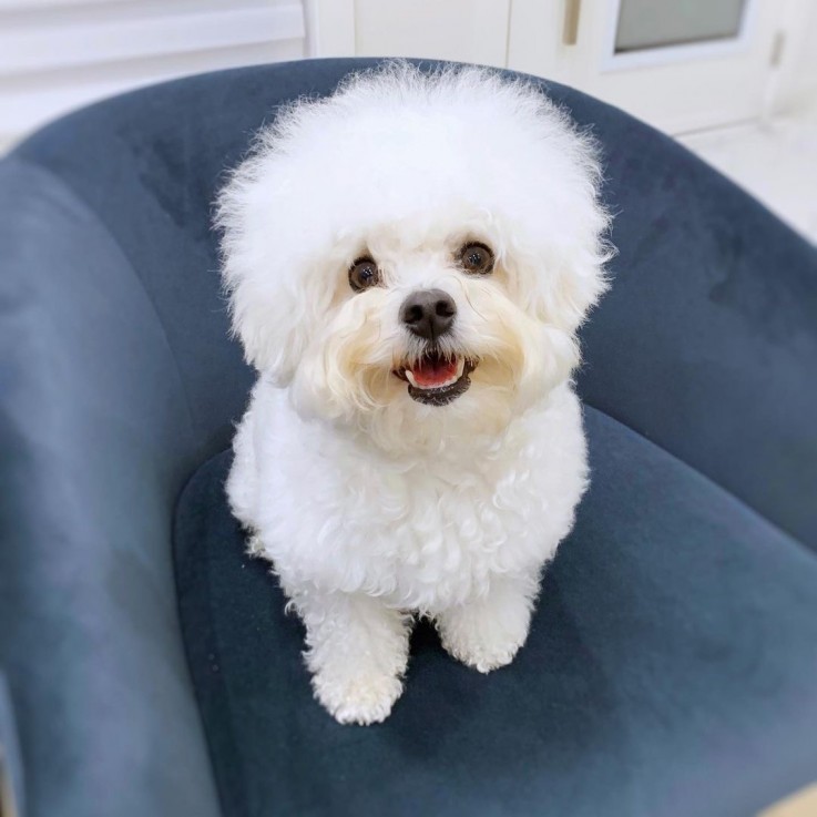 Bichon Frise Puppies