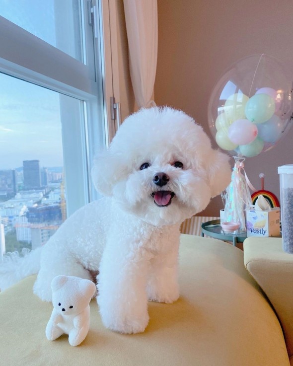 Bichon Frise Puppies