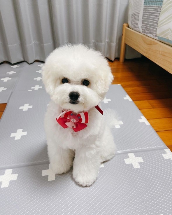 Bichon Frise Puppies