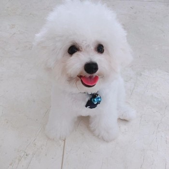 Bichon Frise Puppies