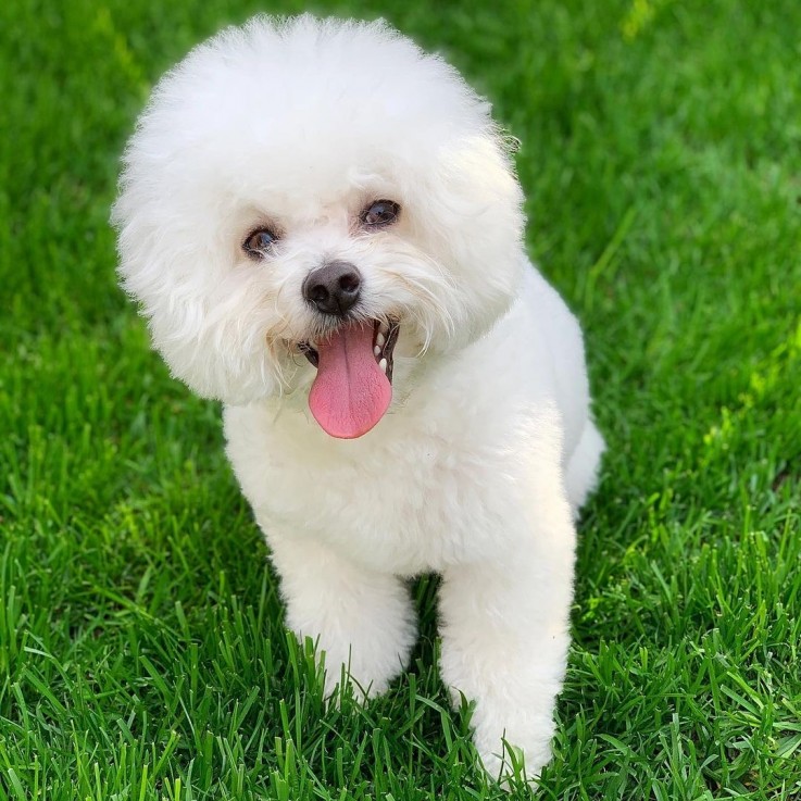 Bichon Frise Puppies