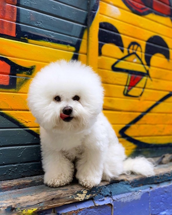 Bichon Frise Puppies