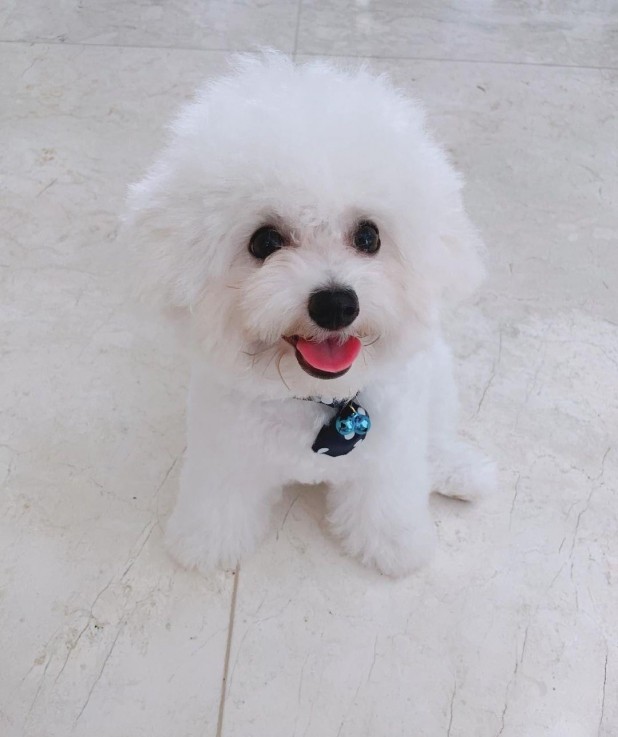 Bichon Frise Puppies