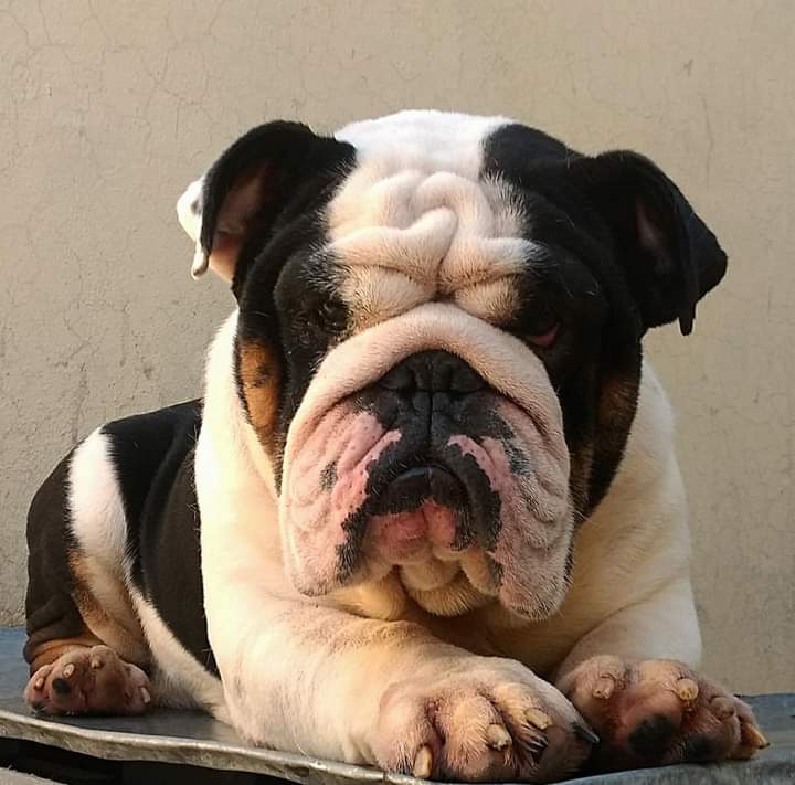 English bulldog