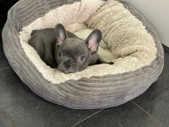 French Bulldog pups