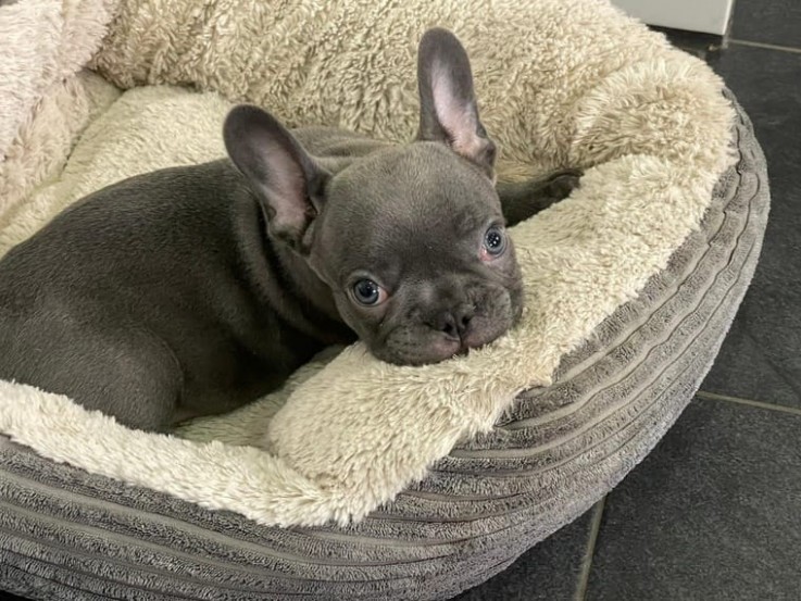 French Bulldog pups