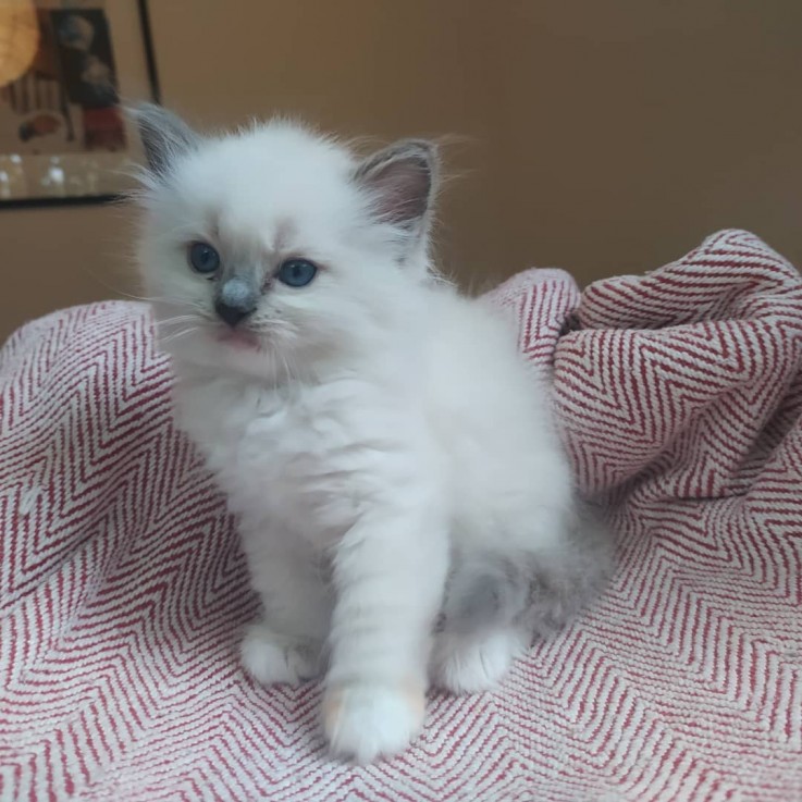 Ragdoll  kittens available