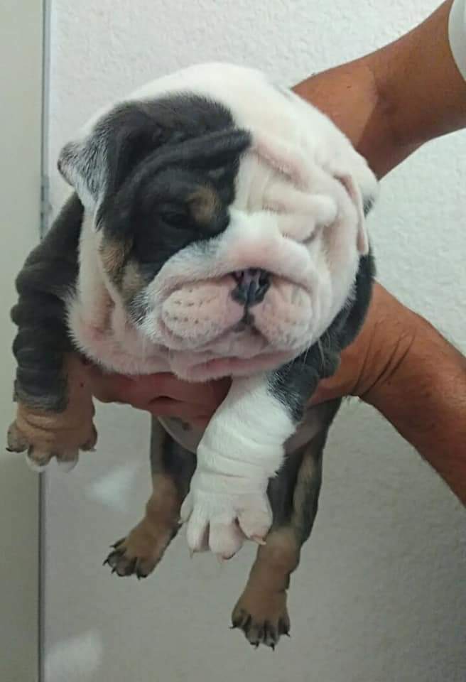 English bulldog