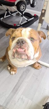 English bulldog