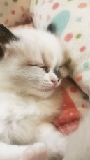 ragdoll kittens for sale