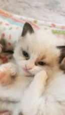 ragdoll kittens for sale