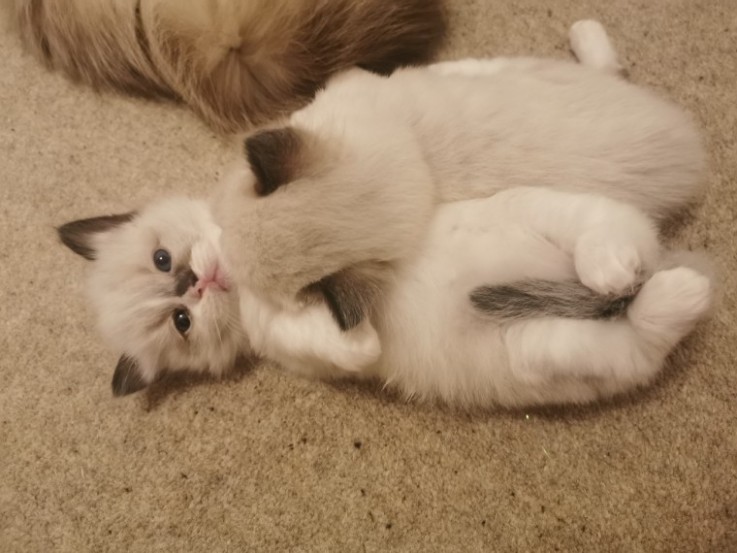 ragdoll kittens for sale