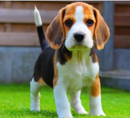 Beagle puppies ready to go