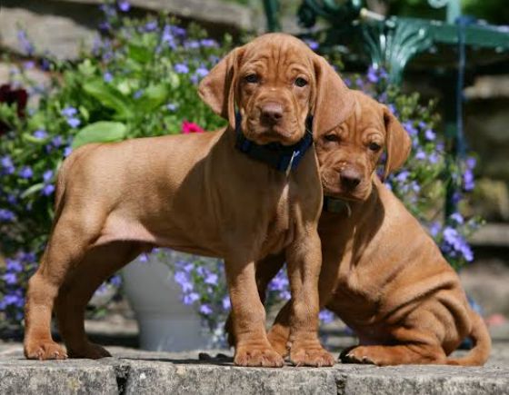 Viszla puppies