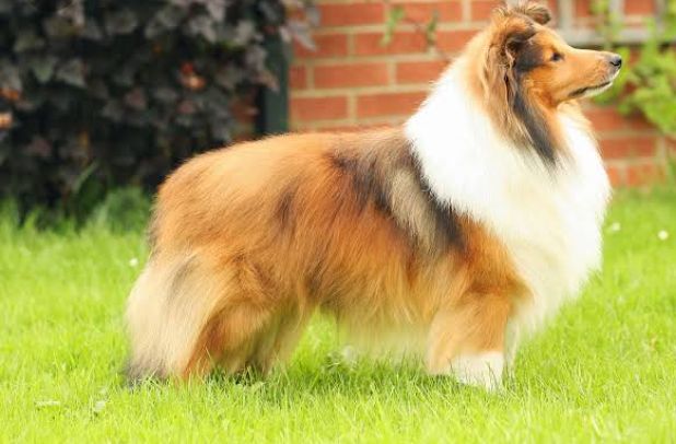 Shetland sheepdog puppies available