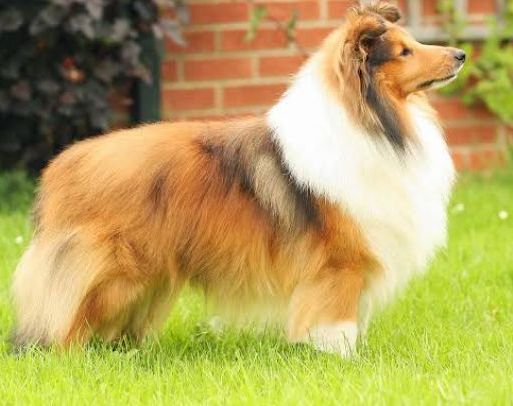 Shetland sheepdog puppies