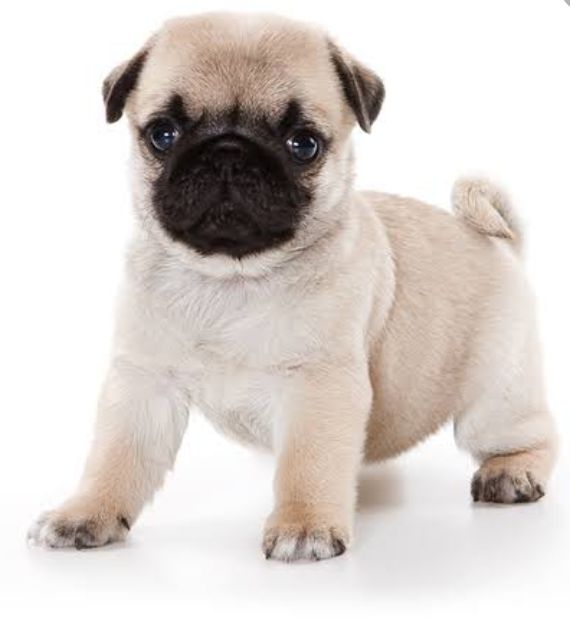 Pug puppies