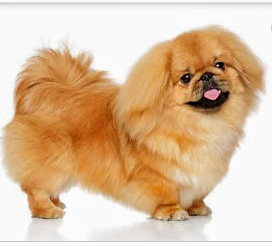 Pekingese puppies available