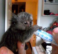 Marmoset Monkeys For sale