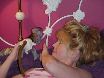 Capuchin Monkeys for Sale