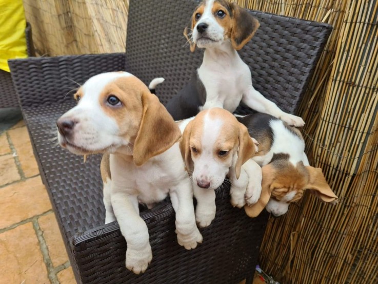 Beagle Puppies