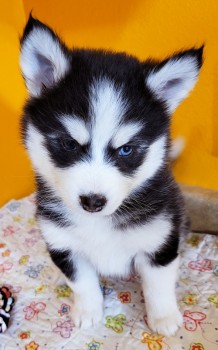 Pomsky. 1 male. 1 female available