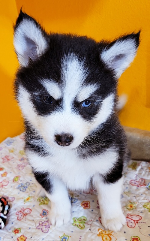 Pomsky. 1 male. 1 female available