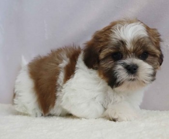 Shih Tzu puppies